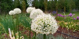 Allium 'Mont Blanc'